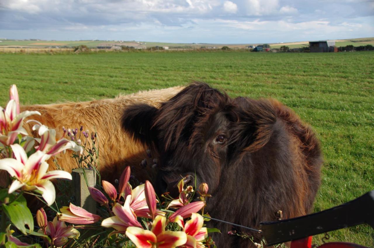 Bed and Breakfast Carrig Lios Thurso Esterno foto